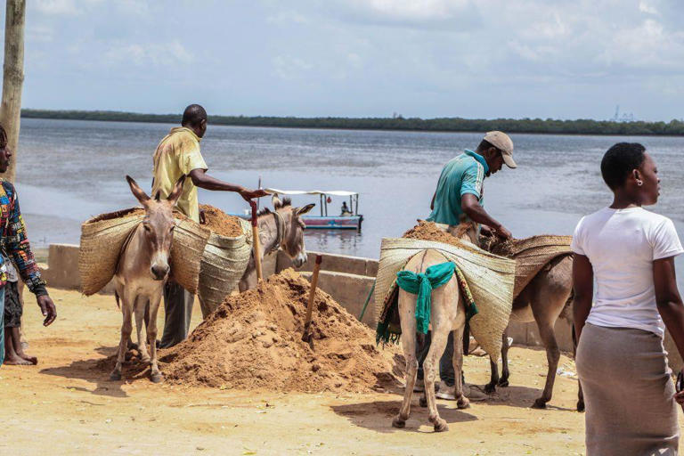 O aumento da demanda de ejiao tem provocado a diminuição do rebanho de jumentos, não só no Brasil e na Ásia, mas também na África