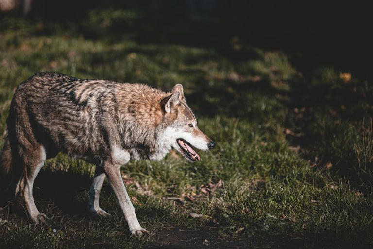 The Real Reason Why Wolves Are Vital To The Balance Of Nature