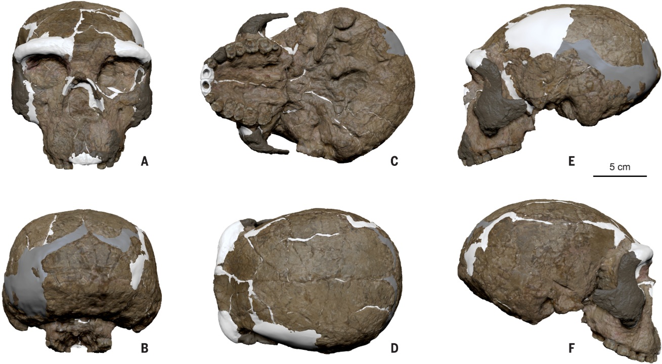 Million-year-old skull could change what we know about human origins