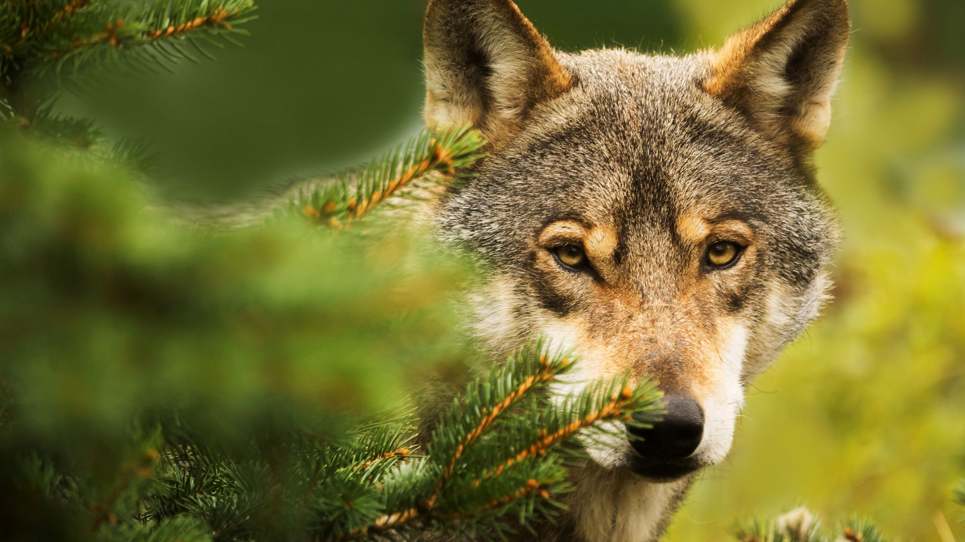 The Real Reason Why Wolves Are Vital To The Balance Of Nature