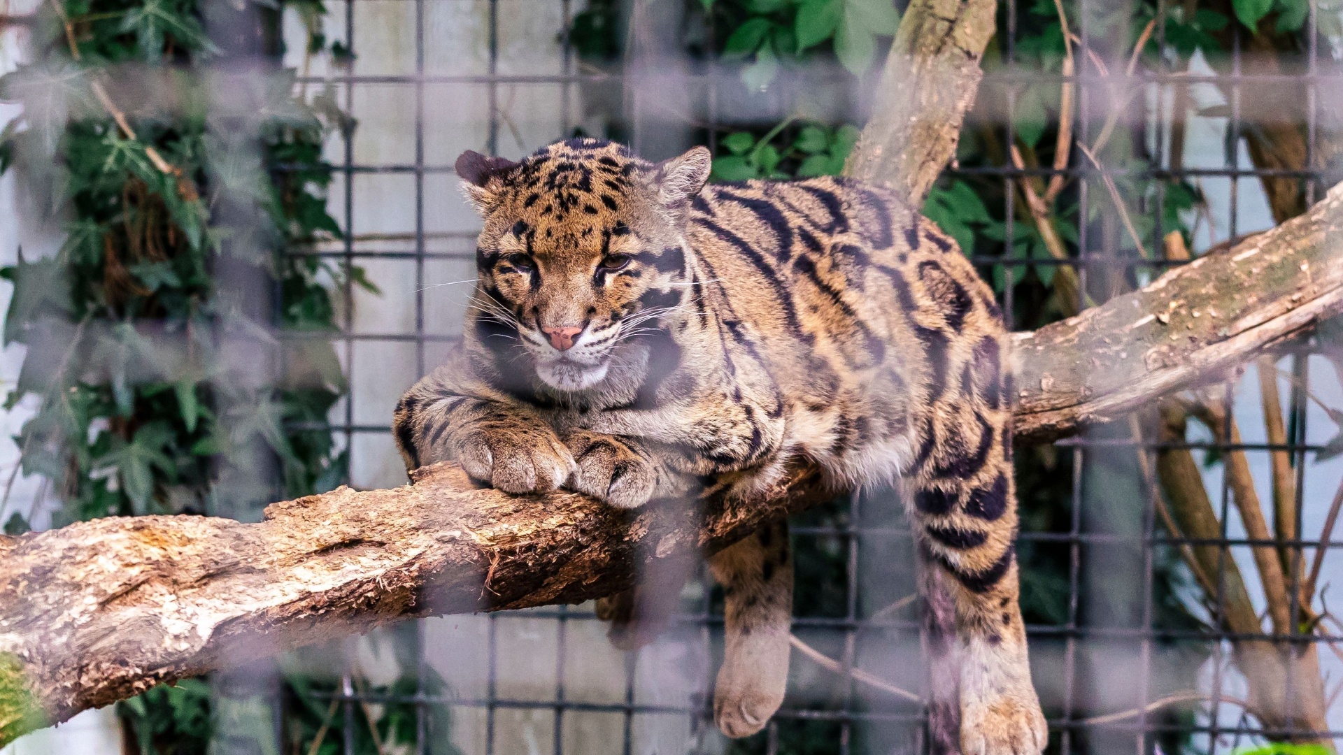 The Dark Side Of Zoos That No One Likes To Talk About