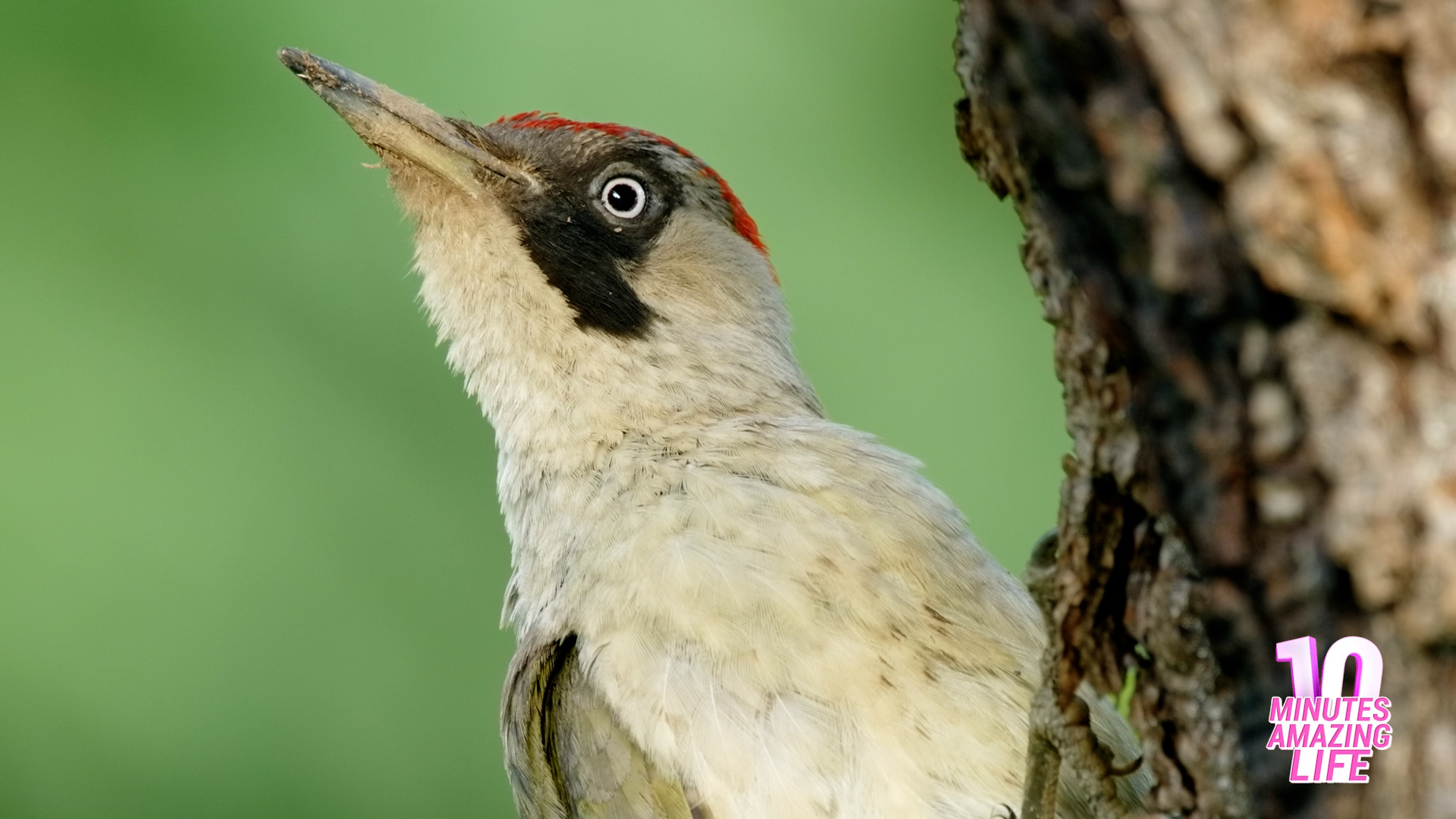 Woodpecker Searching for Food on a Tree