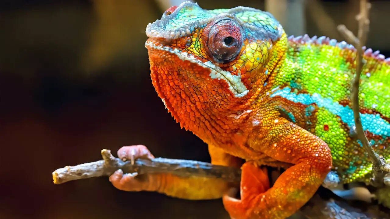 10 mind-blowing superpowers of chameleons