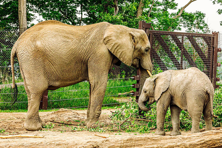 Nebraska Zoo Fights Invasive Species By Feeding Them to Their Animals