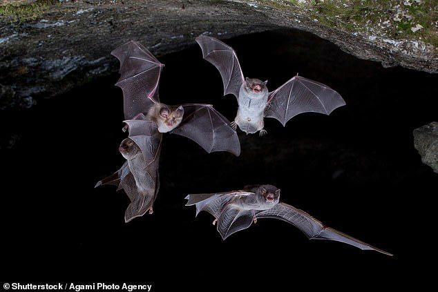 На изображении выше изображены четыре летучие мыши, выходящие из пещеры (стоковое фото)