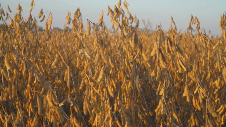 They say production costs far outweigh sale prices