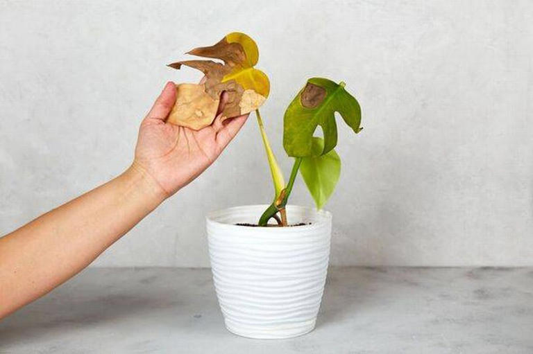 The five steps to revitalise your plants if the leaves turn yellow or brown