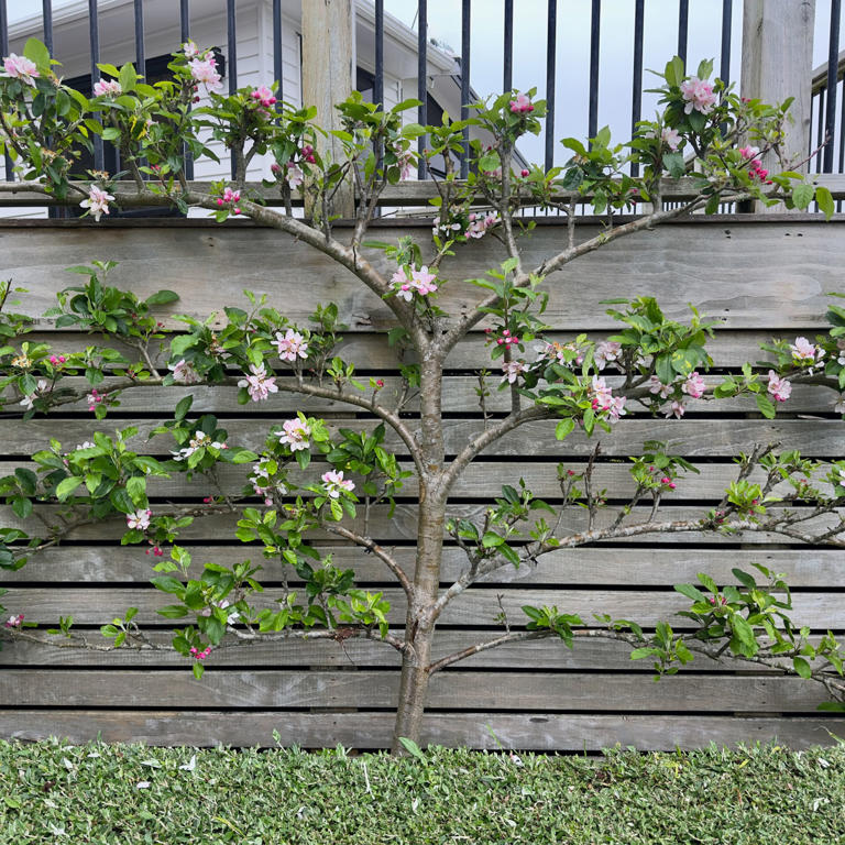 5 showstopping flowering trees for small gardens – enjoy beautiful ...