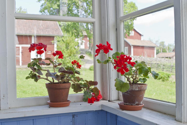 Overwinter your geraniums now so they grow back bigger and stronger ...