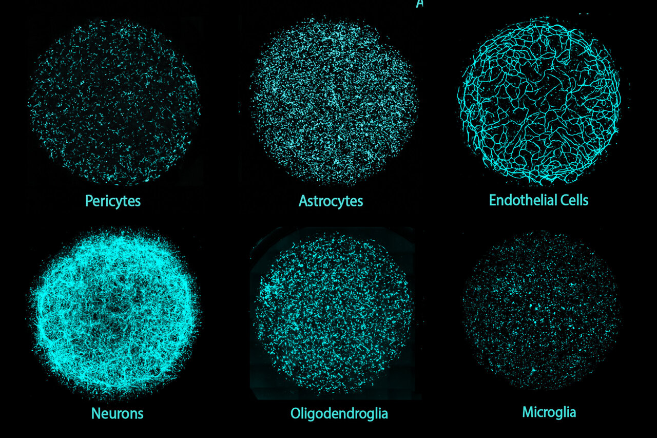 Lab-grown brains with all major cell types support next-generation ...