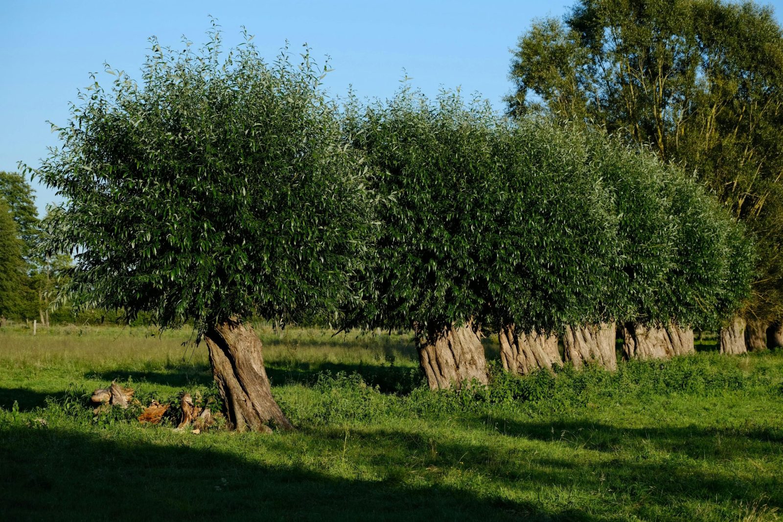10 trees bushcrafters rely on most and where they actually grow