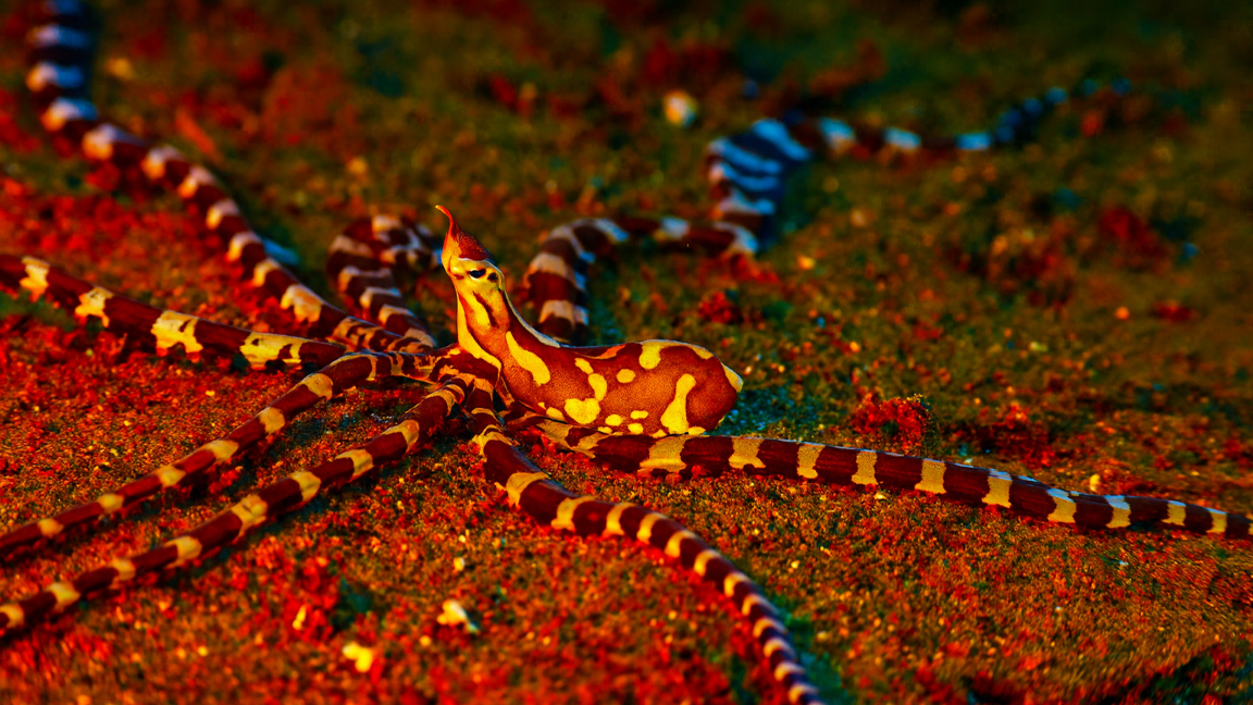 Exotic Octopus in the Deep Sea