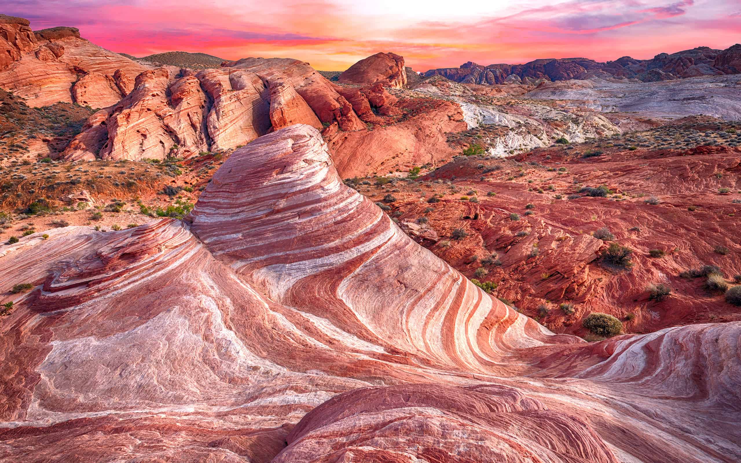 From Bison to Coyotes: Animals of Valley of Fire State Park (Nevada)