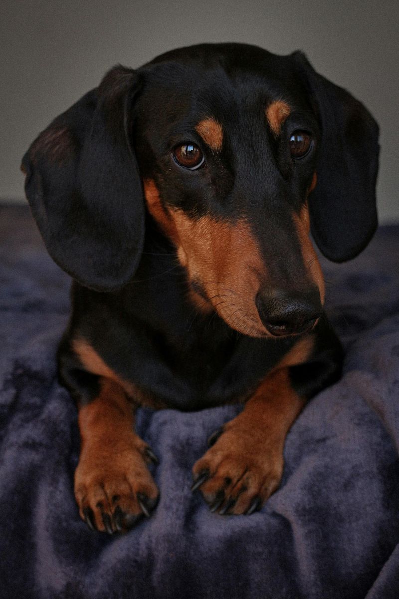 26 Compact Dog Breeds with Remarkable Courage and Confidence