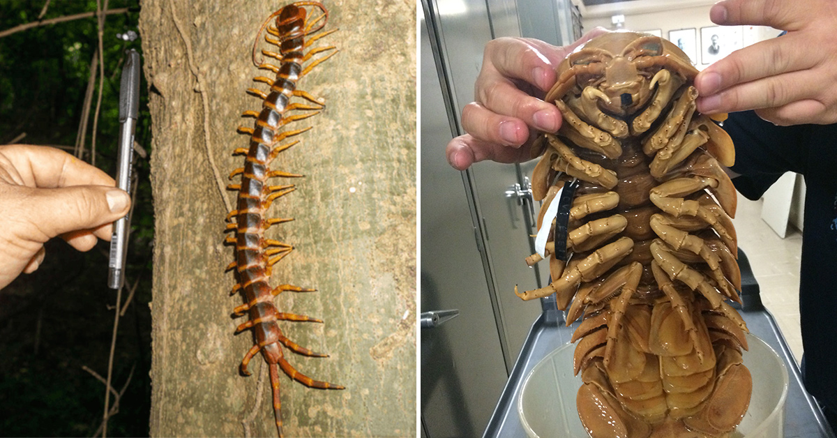 25 Massive Bugs for Your Viewing Displeasure