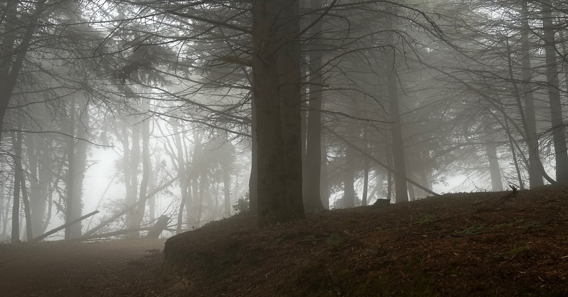 Ocean fog envelopes Sintra forest, within Portugal's Sintra-Cascais Natural Park, near Lisbon.