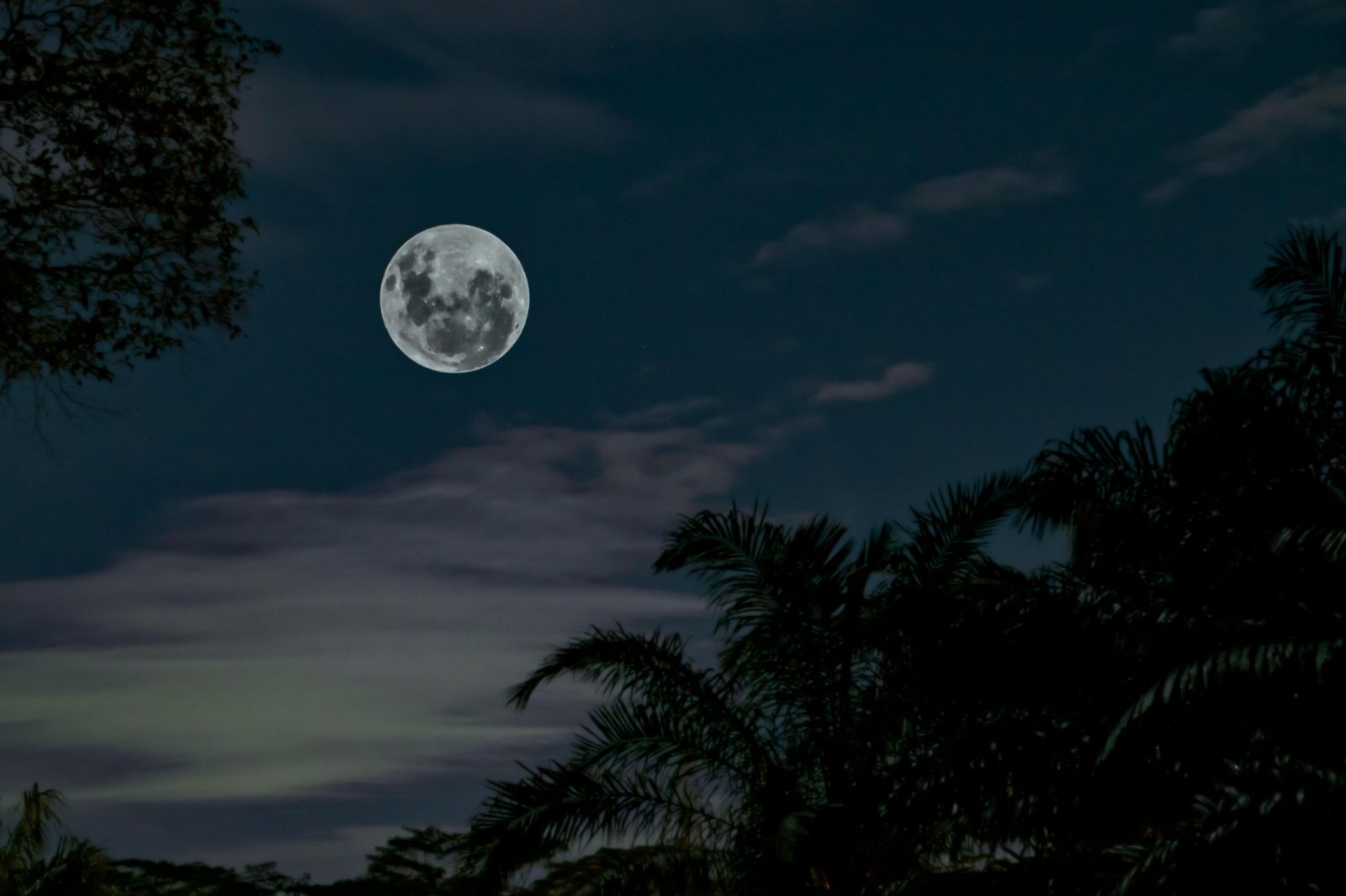 The Role of Moon Phases in Big Game Activity