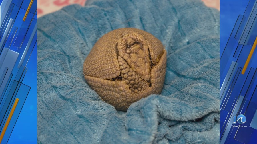 New armadillo pup born at Virginia Zoo