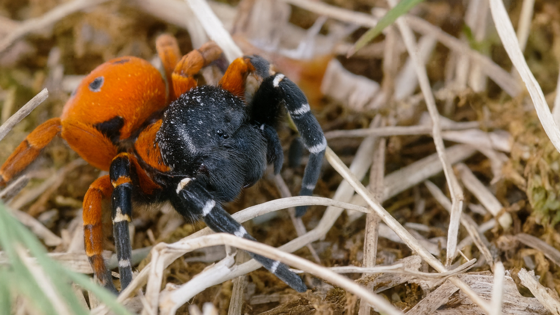L'araignée Eresus sandaliatus orange dans la nature — free download