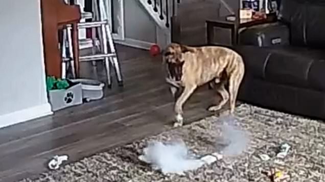 Moment fire chief's dog causes power bank to explode in his own home
