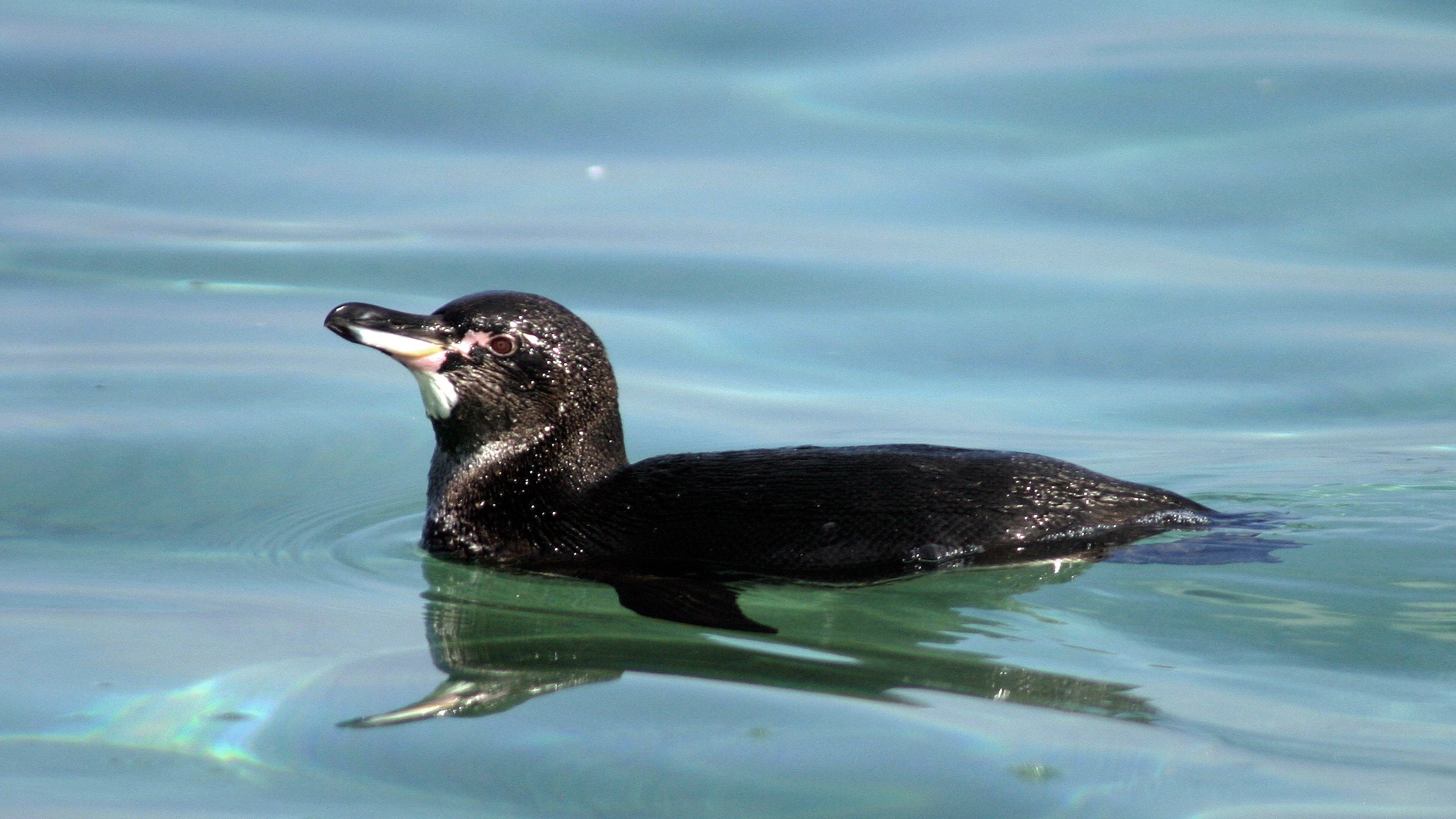 Why Galápagos Wildlife Evolved So Differently - From Evolutionary ...