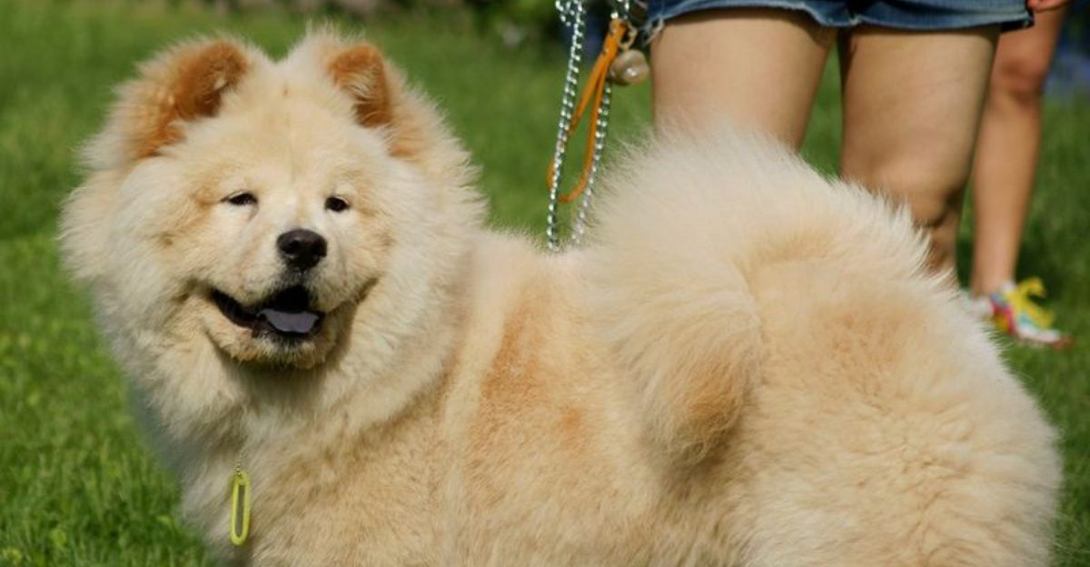 26 Dog Breeds With A Teddy Bear Appearance And Soft Cuddly Coats