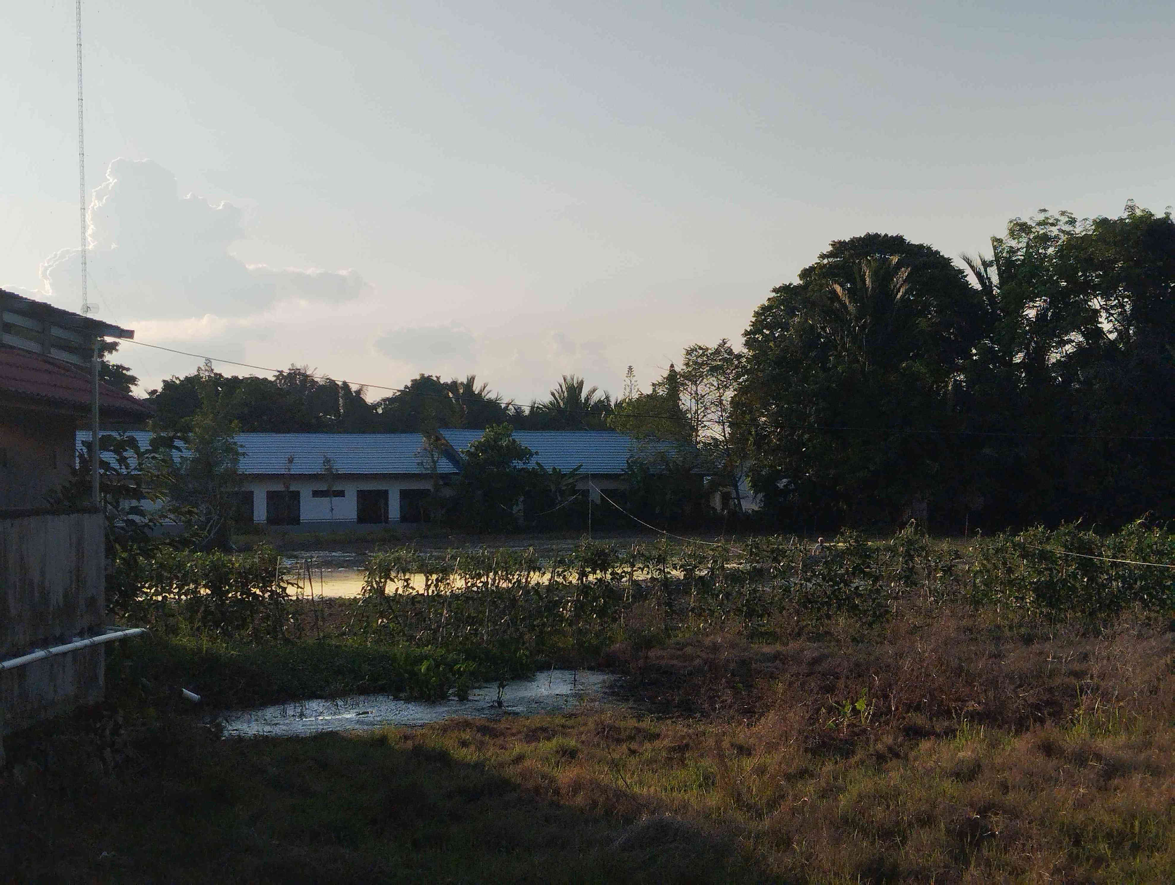 Mempertahankan Lahan Persawahan di Angkinang