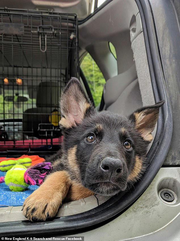 Heroic dog finds missing toddler, two, who got lost in New ...
