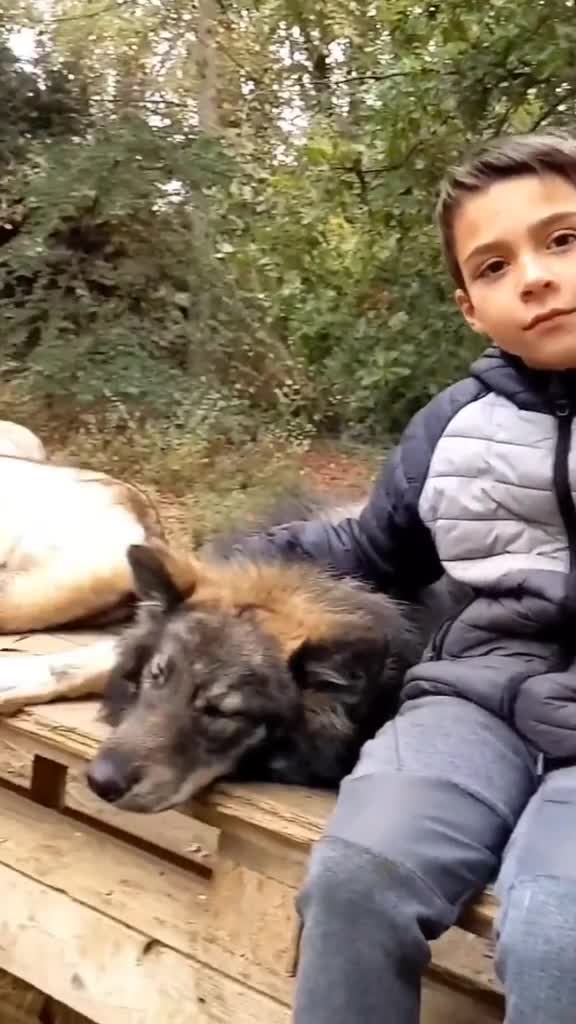 Relaxing With Wolves: My Peaceful Moment in Nature
