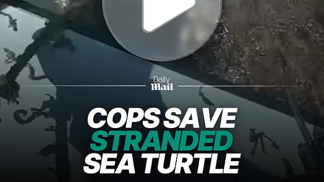 Cops called out to rescue tangled sea turtle