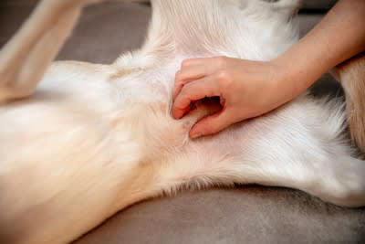 犬にみられる『ガン』の種類５選 放置すると危険な症状や病気を発症する原因まで