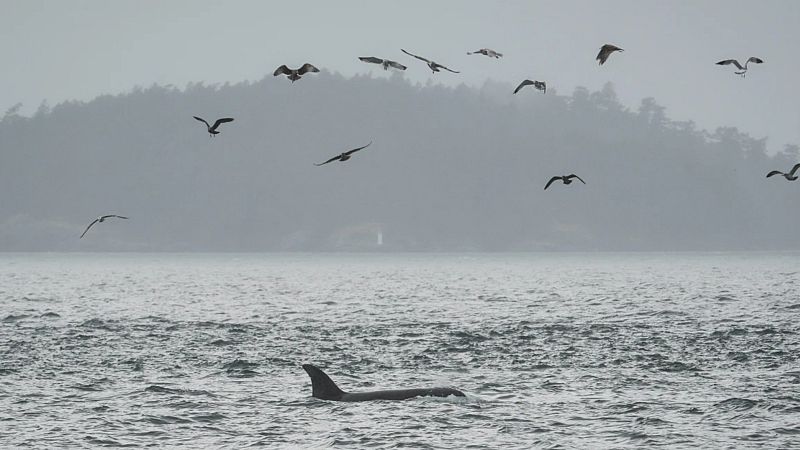 Real-time ocean monitoring: How a fibre-optic experiment could save ...