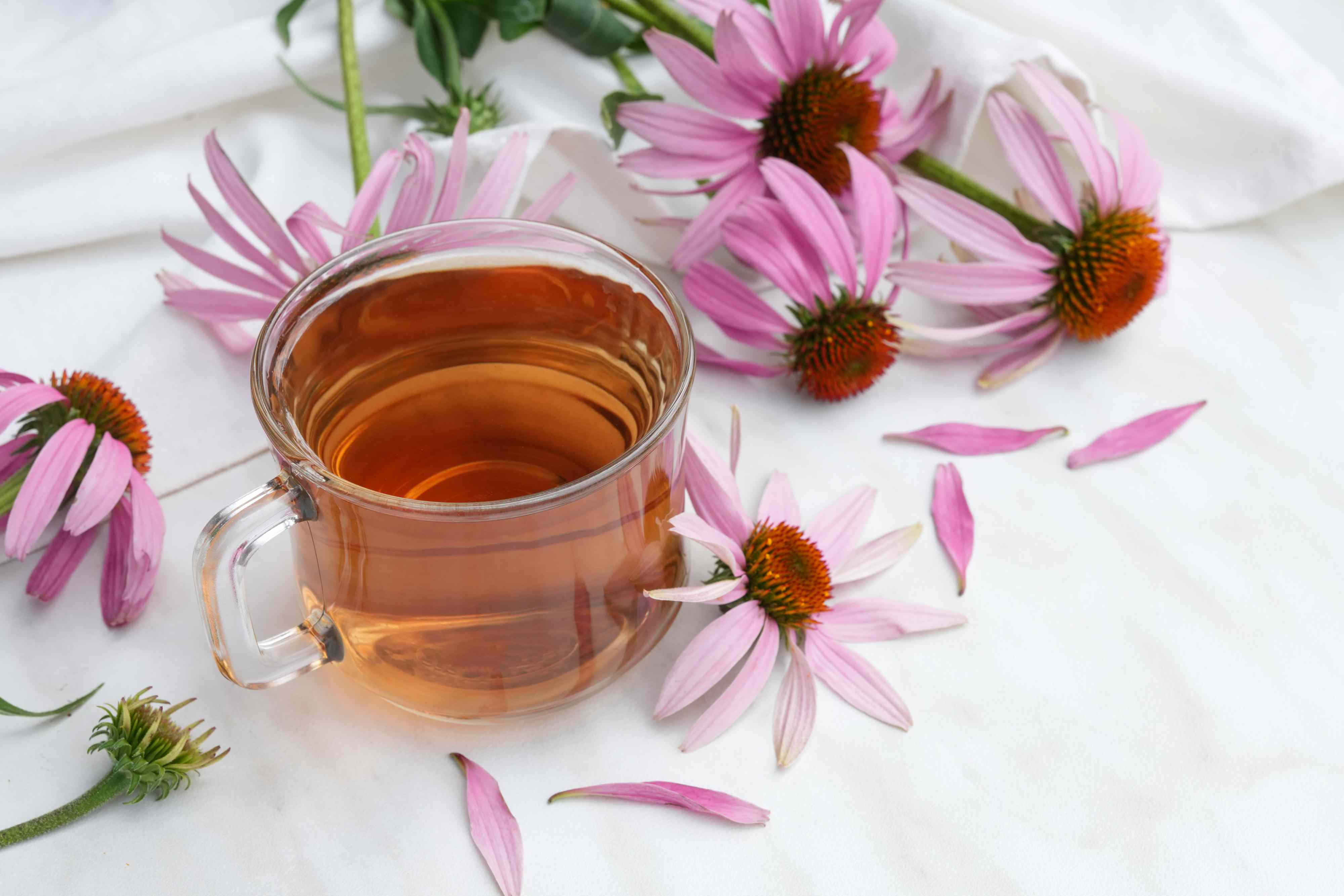 What happens to your body when you drink echinacea tea