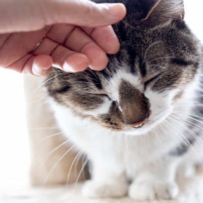 愛猫からの『愛され度』を測る方法5つ 何気ない愛情サインを知って絆を深めよう