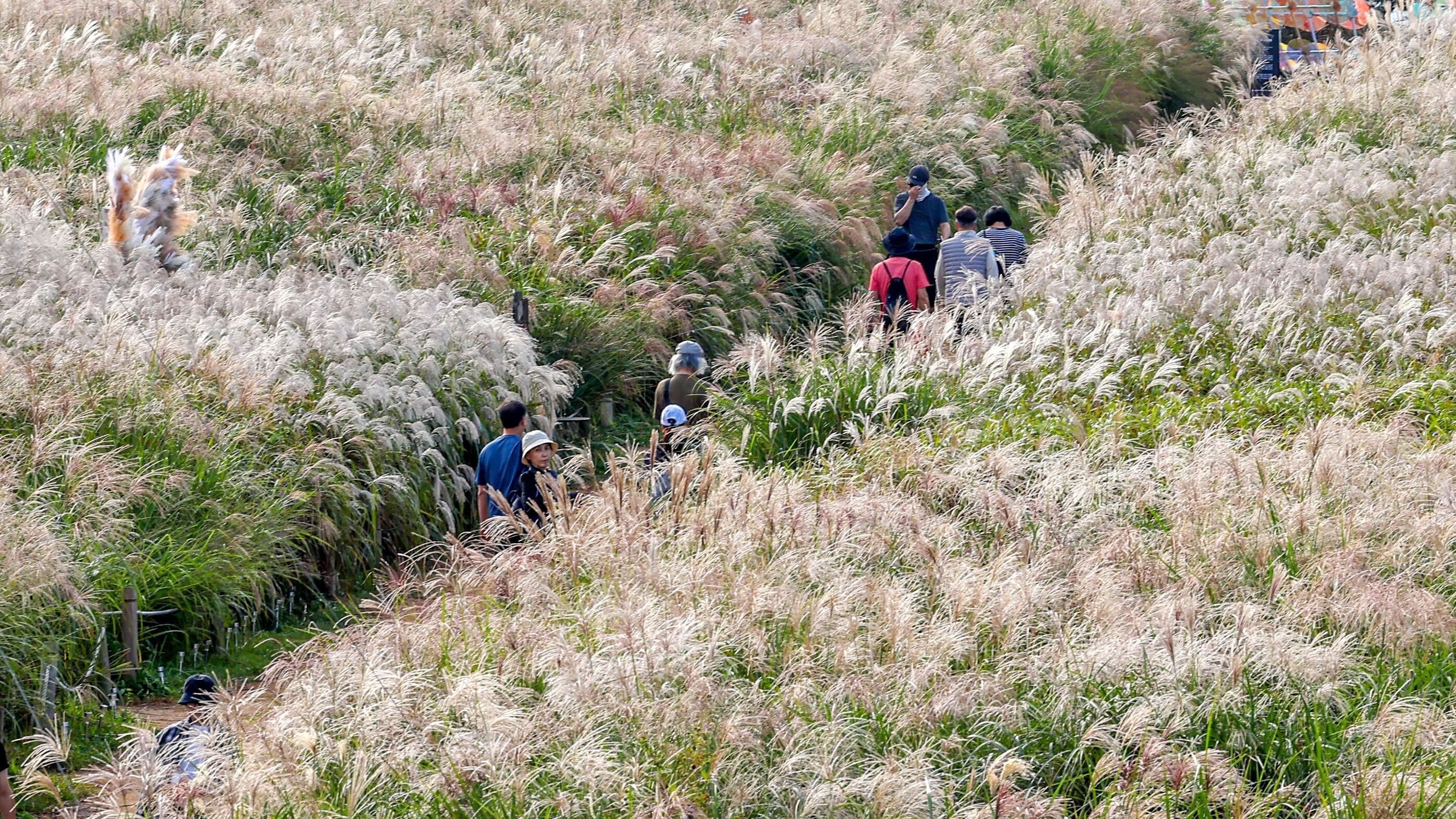 Cold Winds Bring Gangwon's First Snow as Temperatures Plummet