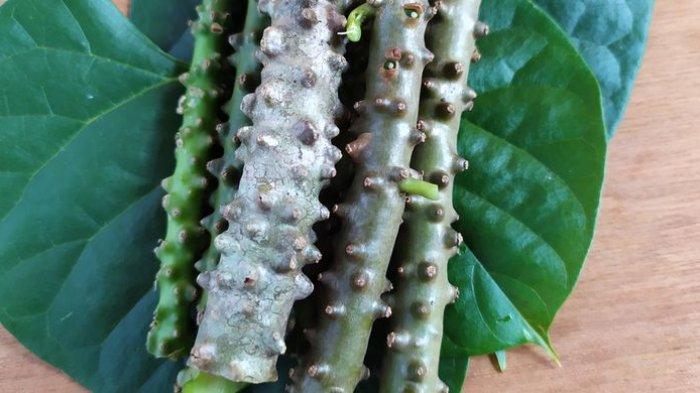 5 Manfaat Tersembunyi Minum Brotowali, Turunkan Gula dan Atasi Rematik