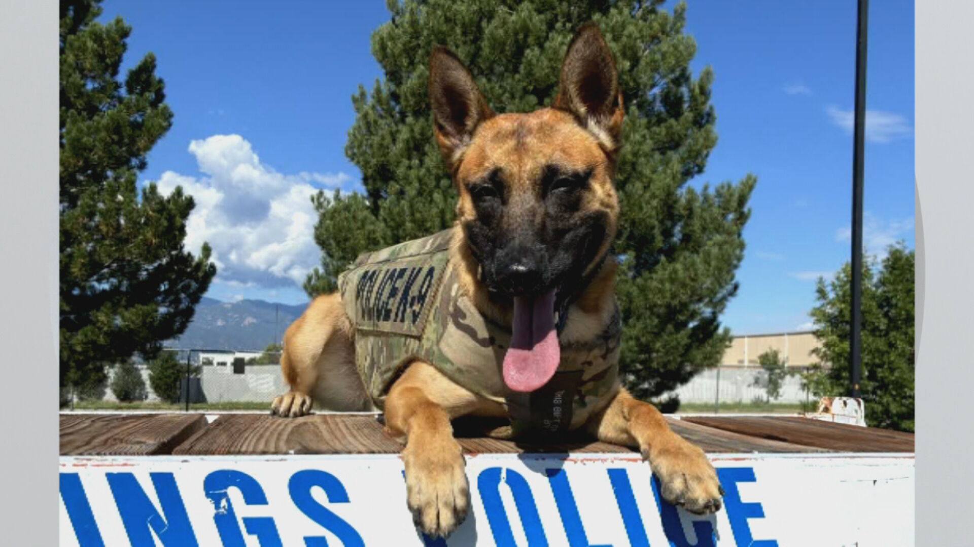 Colorado K-9 officer critically wounded during arrest released from ...