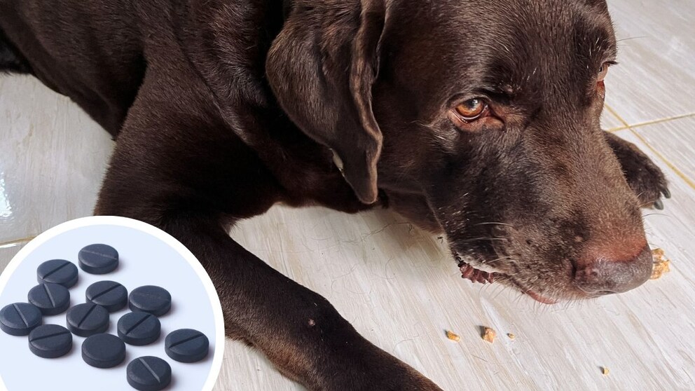 Every Dog Owner Should Have These Tablets at Home
