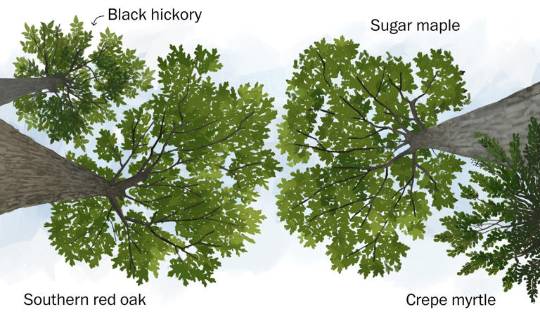 Climate change is coming for D.C.’s trees, and the city won’t look the same