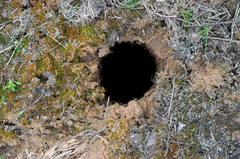 Snake Hole vs Rodent Hole: What s Living Underground?