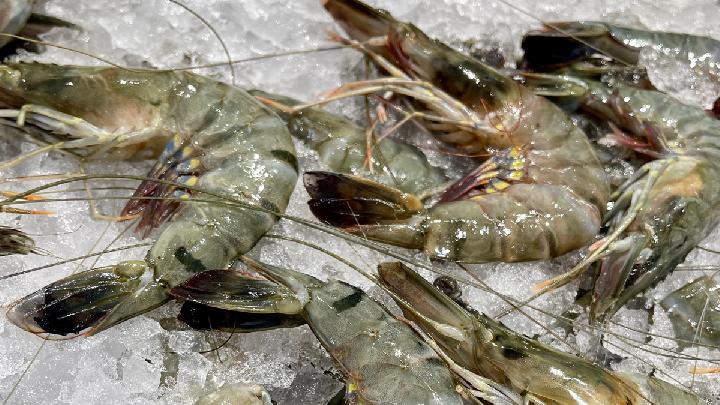 Kronologi 20 kontainer udang asal Surabaya tertahan di AS
