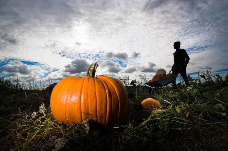 Spilman's Pumpkin Farm, near Thirsk in North Yorkshire