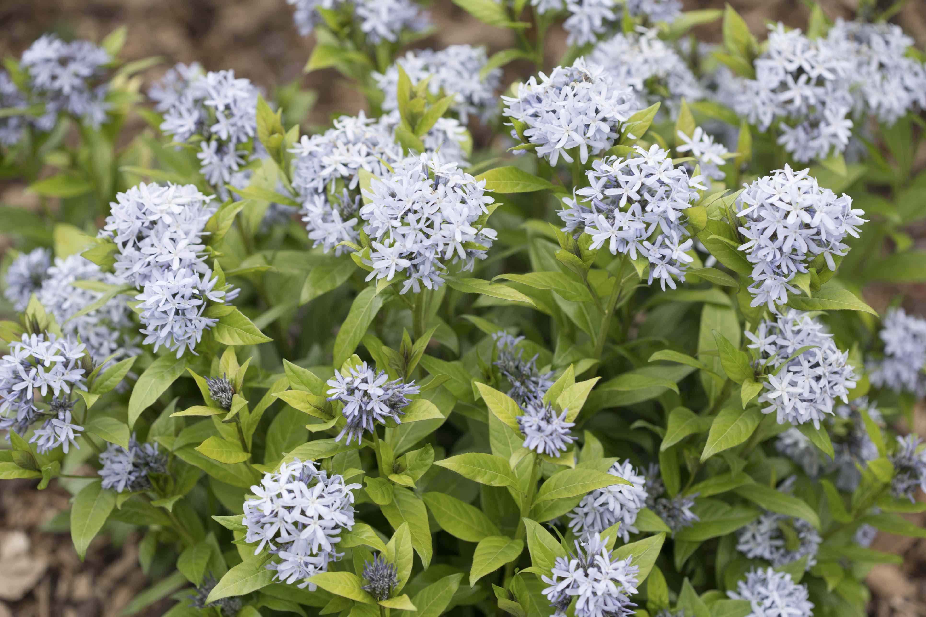 Plant these 7 perennials in October and you’ll have a gorgeous blooming ...