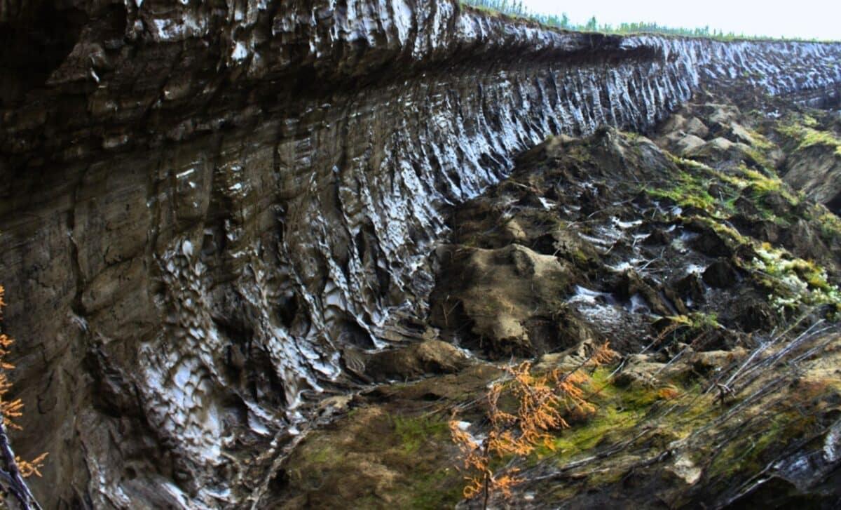 They’ve Awakened Microbes Dormant for 40,000 Years—What They Saw After ...