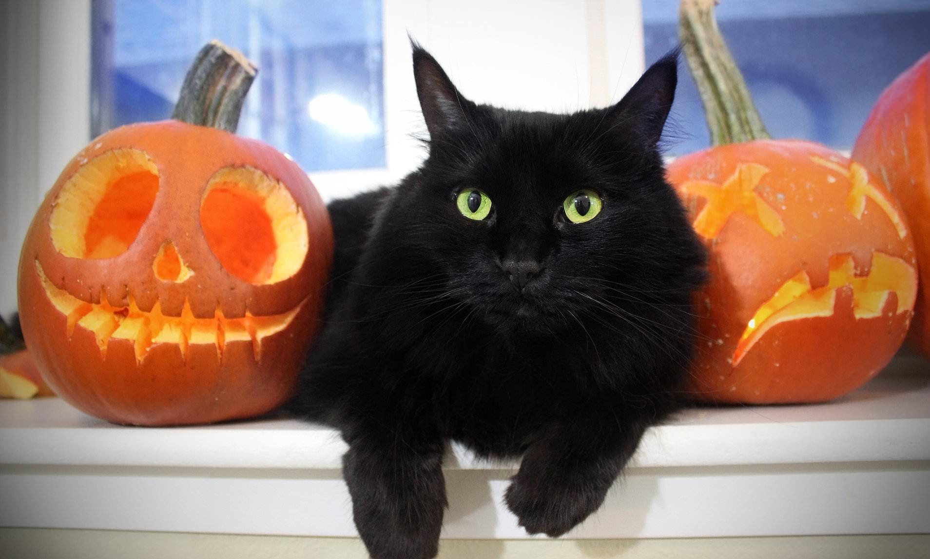 Spanish town bans black cat adoptions during Halloween