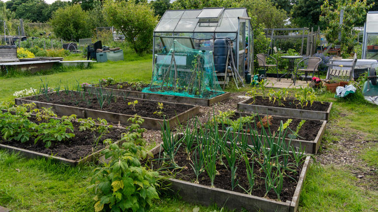 What To Avoid When Choosing Soil For Raised Garden Beds