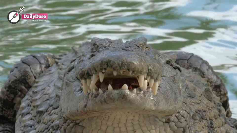 Man spots giant crocodile near river — his reaction will shock you