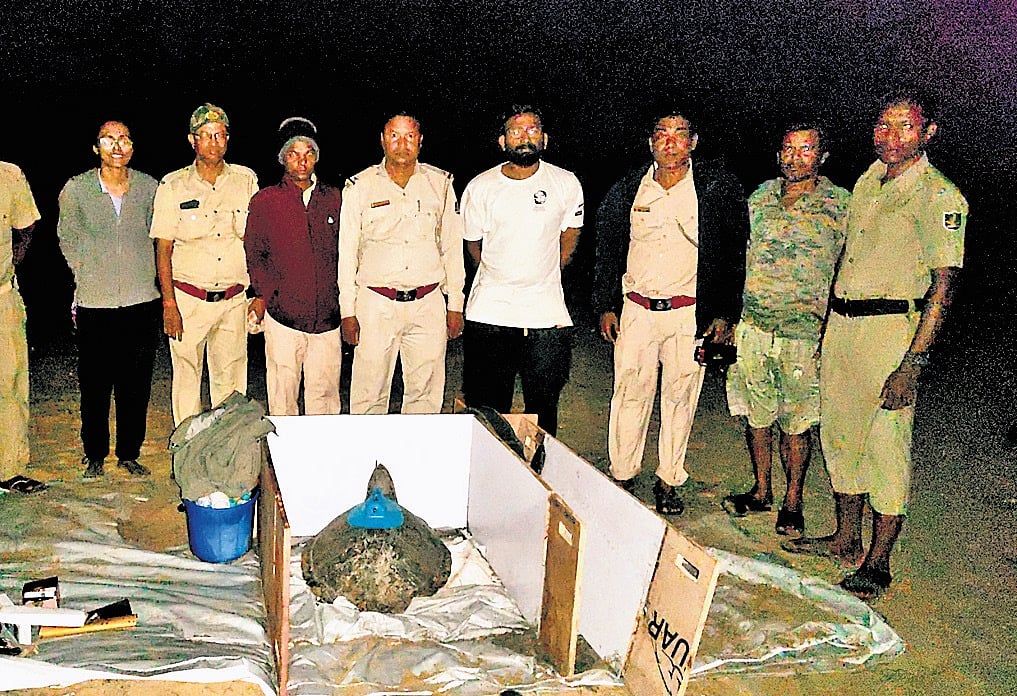 Satellite-tagged Olive Ridley turtle stops sending signal after ...