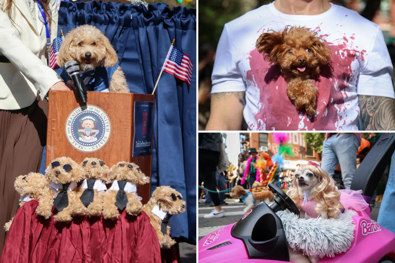 Costumed canines strut stuff in NYC’s Halloween Dog Parade(00)
