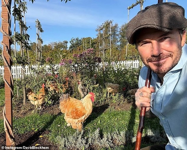 Since then, east London-born David has shared his love of beekeeping, tending his vegetable patch and keeping chickens with his fans via his social media platform
